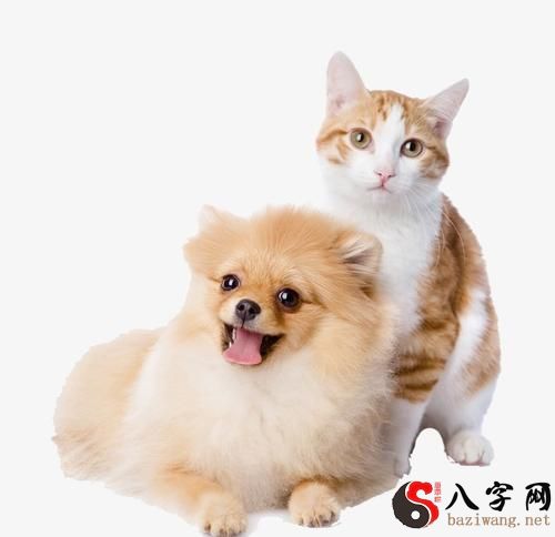 梦见小猫小狗